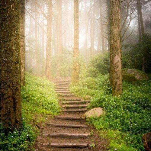 trap-omhoog-heuvel-in-het-bos-in-de-richting-van-zonsondergang-700-27217567